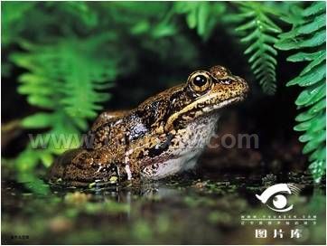 雪蛤多肽系列营养食品