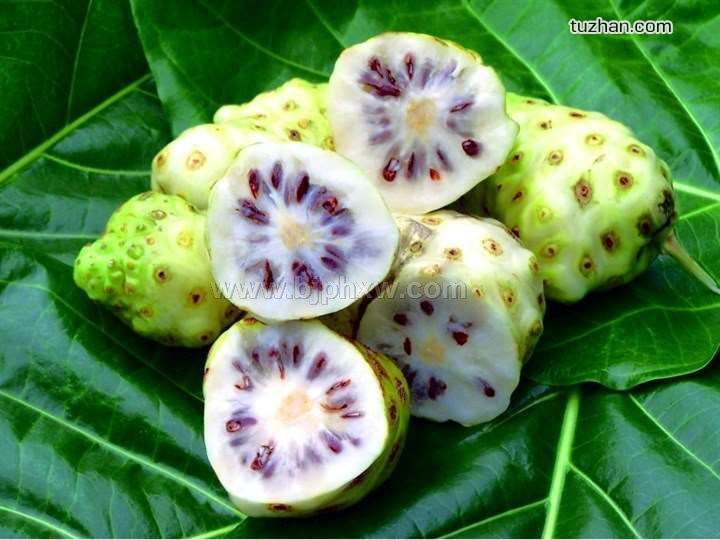 萨摩亚野生诺丽供应