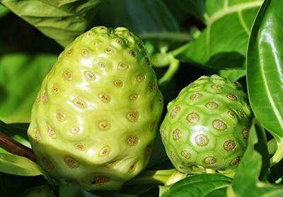 萨摩亚进口供应纯正野生诺丽果酵素原液