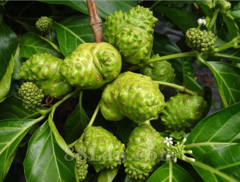 诺丽果酵素原液