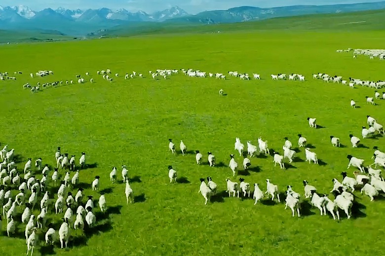 新疆特色乳品，OEM驼奶粉羊奶粉厂家代工