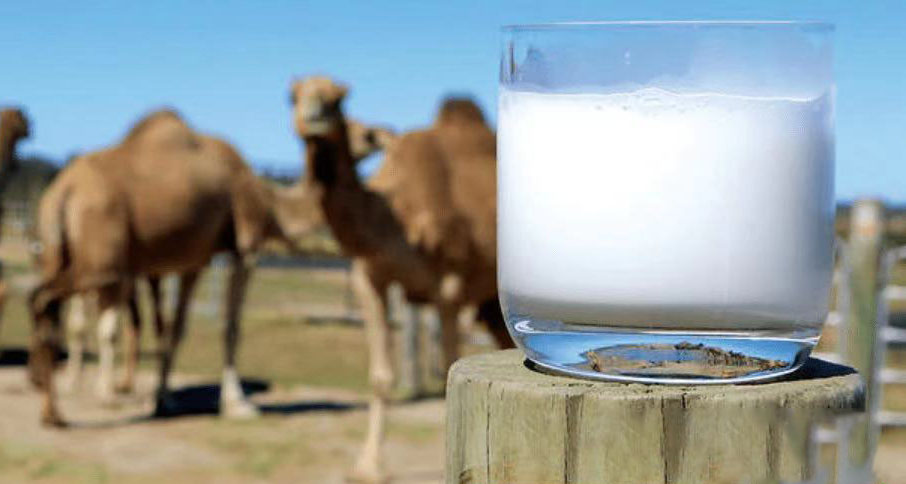 嘉仕乳業駱駝奶粉貨源駱駝奶粉貼牌駱駝奶粉代加工