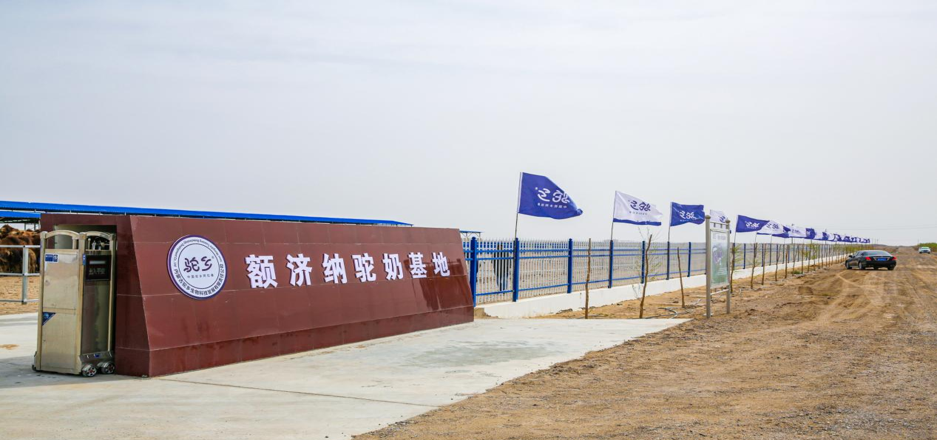 唯美驼乡阿拉善驼乳粉面向全国渠道招商合作