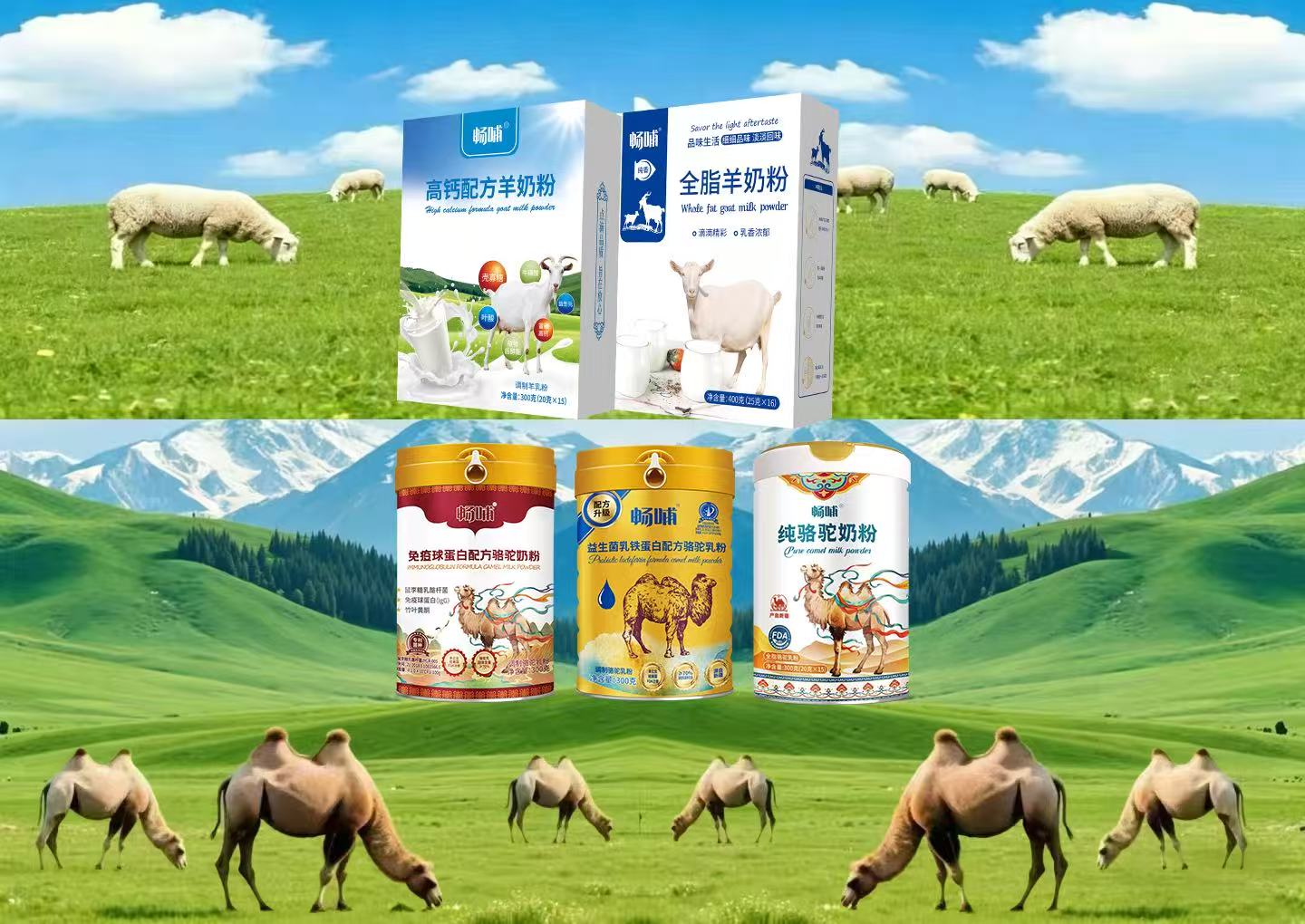 新疆驼奶粉厂家自有牧场